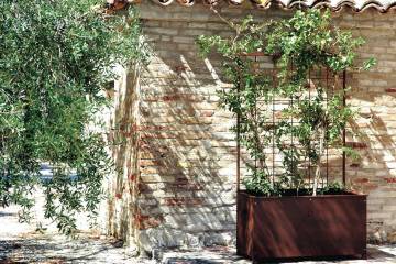 Altea Ulivo